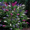 Green boutiQ - Vlinderstruik - Buddleja davidii Tricolour - Voir les images du produit 1