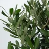 A close-up view of green olive tree leaves and branches against a white background. Produktbild-Vorschau