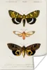 MuchoWow® Poster Schmetterling - Vintage - Insekten 20x30 Produktbild-Vorschau 1