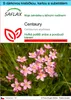 SAFLAX Dárková sada - Centaury - Centaurium erythraea - 250 Náhled obrázku produktu 1