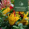 Elzusha - Citrónovník "Buddha's Hand"
Mezzo - Skutočná Náhľad obrázku produktu 3