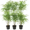 Planten van Frank | 6 bambusplanten | Fargesia rufa | Productafbeelding-voorbeeld 1