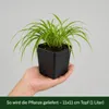Stauden Gänge 5 x Hakonechloa macra im 1 Liter Topf - Produktbild-Vorschau 5