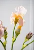 Kunstblume von Silk-ka – Seidenblumen-Iriszweig, lachsweiß, Produktbild-Vorschau 2