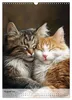Katzen (Wandkalender 2027 DIN A3 hoch), CALVENDO Produktbild-Vorschau 11