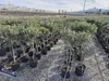 A nursery or garden center with rows of potted olive trees. Náhled obrázku produktu