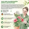 Orius Raubwanzen gegen Thripse - 1x Röhrchen - Thripse Produktbild-Vorschau 5