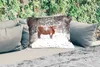MuchoWow® Outdoor Kissen - Schottisches Hochlandrind - Baum Produktbild-Vorschau 2