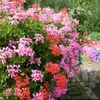 Bloomique - 6er-Mix - Pelargonium Peltatum - Hängende Produktbild-Vorschau 1
