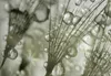 Tableau acoustique Fleurs abstraites 200 x 100 cm Tableaux Voir les images du produit 3