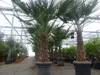 Trachycarpus fortunei dicker Stamme, 170 - 200 cm hohe Produktbild-Vorschau 7