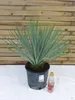 [Palmenlager] Yucca rostrata 60-80 cm - Stamm 10-15 cm - Produktbild-Vorschau 2