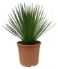 Palmlilie Yucca Rostrata - 24cm Topf 60cm hoch Produktbild-Vorschau 1