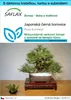 SAFLAX Dárková sada - Japonská černá borovice - Pinus Náhled obrázku produktu 1