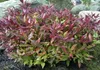 Leucothoe walteri Scarletta ® / Zeblid - Traubenheide - Produktbild-Vorschau 1