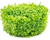 Hemianthus callitrichoides Cuba in-Vitro Produktbild-Vorschau 3