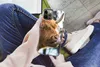 MuchoWow® Handyhülle Schutzhülle Hülle für iPhone 12 Pro Produktbild-Vorschau 3