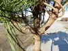 Pinus Pinea Mittelmeerkiefer 180 cm Pinie Kiefer Stamm Produktbild-Vorschau 8