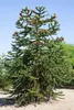 Araucaria araucana, Andentanne, 40–50 cm Produktbild-Vorschau 12