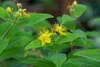 Hypericum perforatum, Johanniskraut, gelb, ca. 9x9 cm Topf Produktbild-Vorschau 1