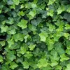A close-up view of lush green ivy leaves. Podgląd zdjęcia produktu