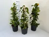 Trio cytrusów Amalfi ok. 70 cm - cytryna, pomarańcza Podgląd zdjęcia produktu 4