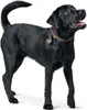 Hunter Solid Education, Hund, Standardkragen, Braun, Produktbild-Vorschau 5