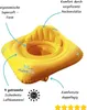 HYDROKIDS | Schwimmsitz | Der einfachste Weg, Dein Kind an Produktbild-Vorschau 3