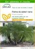 SAFLAX  - Palma da datteri nana - 25 semi - Con substrato - Anteprima dell’immagine prodotto 1