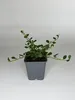50 Stück, Topf 9cm, Bodendecker Cotoneaster Queen of Carpet Produktbild-Vorschau 2