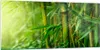 Bilder auf glas - Bambus Pflanze - 120x50cm - Glasbilder - Produktbild-Vorschau 1