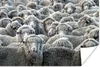 MuchoWow® Poster Tiere - Schafe - Schafsfell 90x60 cm - Produktbild-Vorschau 1