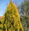 Morgenländischer Lebensbaum ´PYRAMIDALIS AUREA´ 20-30 cm, Produktbild-Vorschau 3