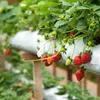 Erdbeeren Dünger Walderdbeeren Spezial Beerendünger Erdbeer Produktbild-Vorschau 3