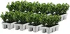 Houx crenelé - Set de 48 - Ilex crenata 'Jenny' - Hauteur Voir les images du produit 1