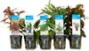 Bloomique - Set de 5 - Plantes d'aquarium véritables - Voir les images du produit 1