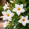 Mandevilla Dipladenia - Trichterblüte - Pyramidenform - Produktbild-Vorschau 2