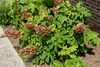 Hydrangea quercifolia "Ruby Slippers", eikenbladhortensia, Productafbeelding-voorbeeld 2