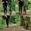 guinzaglio multifunzionale lionto, guinzaglio per cani Anteprima dell’immagine prodotto 8