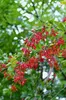 Berberis vulgaris, Gewöhnliche Berberitze, 60–80 cm Produktbild-Vorschau 1
