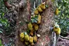 Jackfruit (Artocarpus heterophyllus)  – 2 kusy Náhled obrázku produktu 2