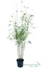 Fargesia nitida Black Pearl 80/100 cm hoch, im 3 Liter-Topf Produktbild-Vorschau 12