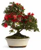 Rhododendron indicum - kwitnąca azalia - Outdoorbonsai - Podgląd zdjęcia produktu 1