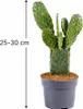 Opuntia rubescens Kaktus 25–30 cm – odporny na zimę opuncja Podgląd zdjęcia produktu 2