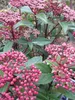 Viburnum tinus Spirit - Lorbeer-Schneeball Spirit 30-40 Produktbild-Vorschau 2