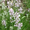6 ks levandule – Lavandula angustifolia 'Rosea' | Kvetináč Náhľad obrázku produktu 1