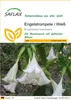 SAFLAX - Engelstrompete / Weiß - 10 Samen - Brugmansia Produktbild-Vorschau 1