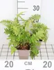 6 x Dryopteris filix-mas - Varen (ook bekend als wurmfarn) Productafbeelding-voorbeeld 1