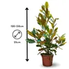 Magnolia grandiflora - arbuste persistant - plante de haie Voir les images du produit 3