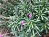 6 x Erysimum 'Bowles' Mauve' - Zlatý lak - květináč 9x9 cm Náhled obrázku produktu 2